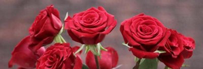 玫瑰花颜色代表含义 不同颜色玫瑰花的花语