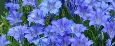 龙胆花盆栽怎么养 龙胆花的养护知识