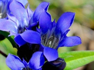 龙胆花盆栽怎么养