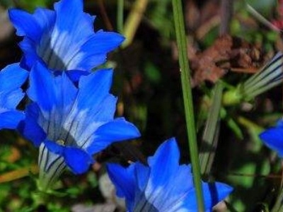 龙胆花盆栽怎么养