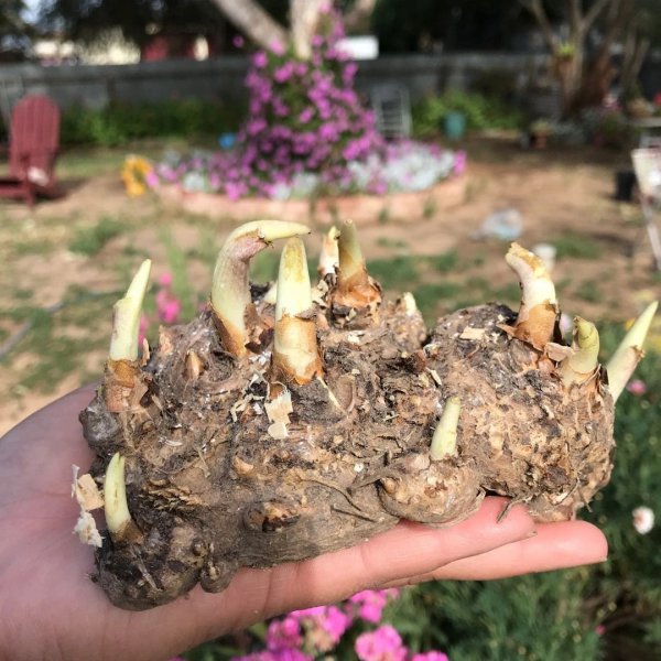 盆栽马蹄莲怎么养