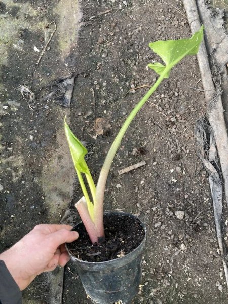 盆栽马蹄莲怎么养