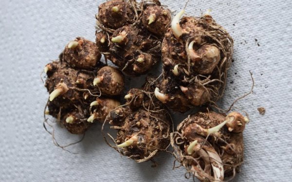盆栽马蹄莲怎么养