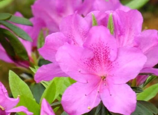 杜鹃的花语是什么