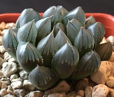 姬玉露怎么养出状态