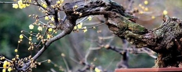 梅花盆景怎么养殖