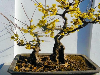 梅花盆景怎么养殖