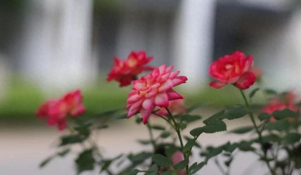 月季花的花语是什么