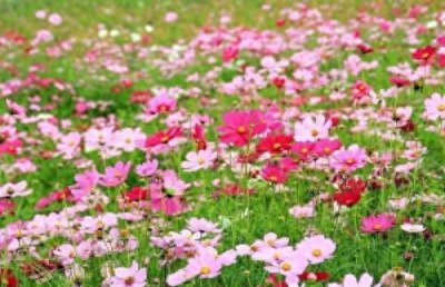 格?；ǖ脑⒁馐鞘裁?格?；ǖ幕ㄓ锖痛?/></i><h2>格桑花的寓意是什么 格?；ǖ幕ㄓ锖痛?/h2><p>小编为大家讲一讲格?；ǖ脑⒁馐鞘裁春透裆；ǖ幕ㄓ锖痛档幕ɑ苤种驳南喙鼐?，很不错的经验小知识，建议收藏哦！在西藏，人们经常借着格桑花表</p></a></li>
            <li><a href=