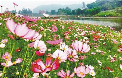 格桑花的寓意是什么