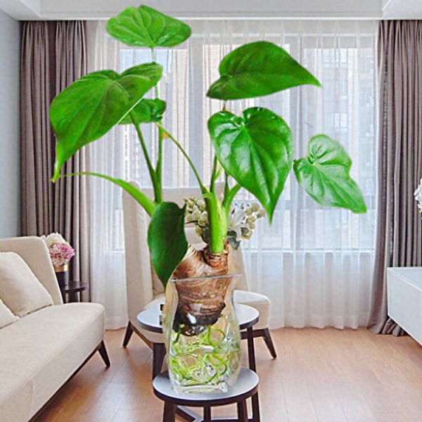 家用绿植养什么好