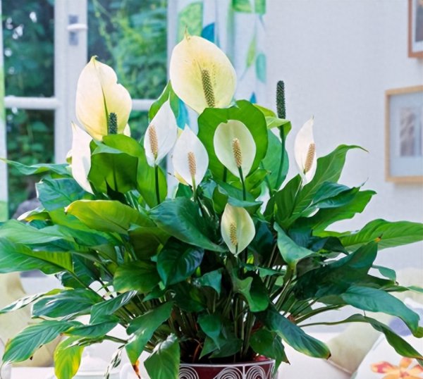 家用绿植养什么好