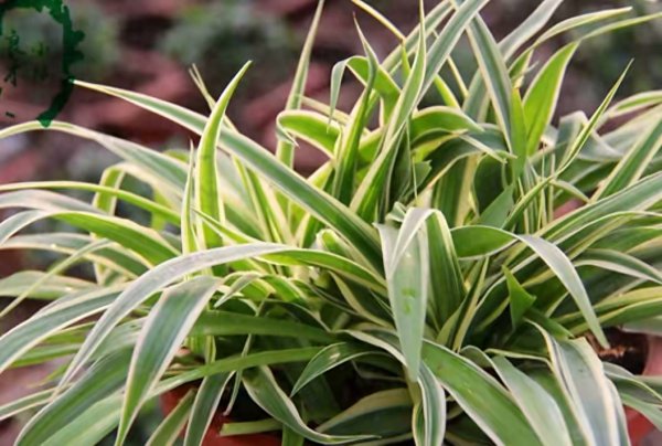 家用绿植养什么好