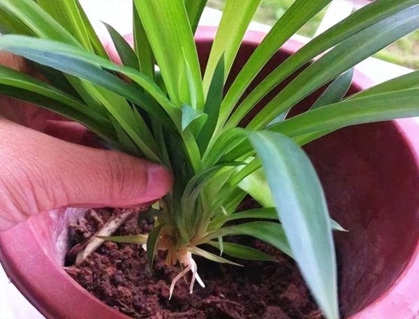 家用绿植养什么好