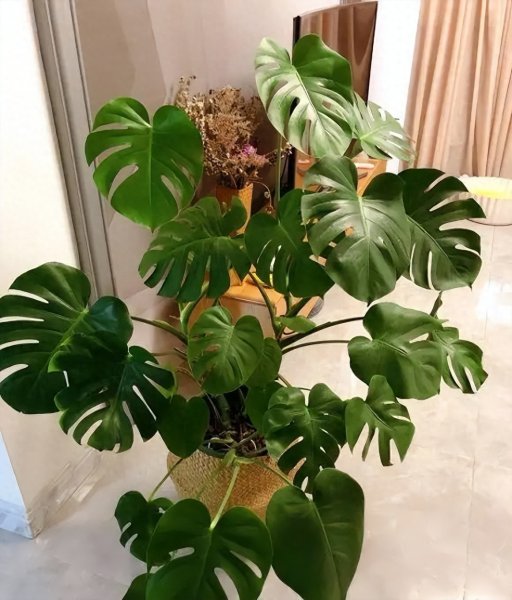 家用绿植养什么好