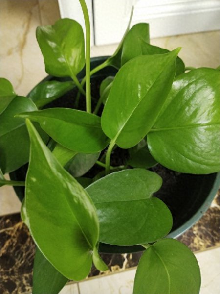 家用绿植养什么好