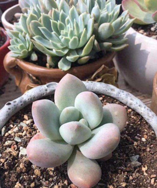 肉质花卉怎么养