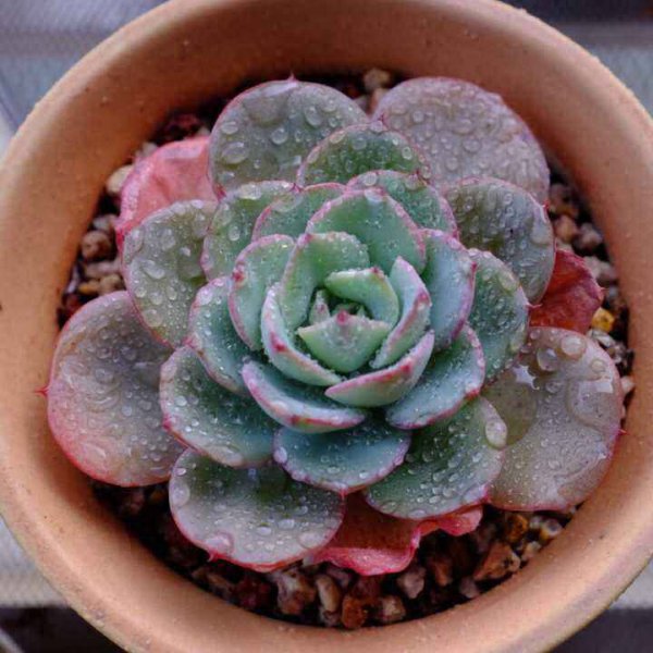 肉质花卉怎么养