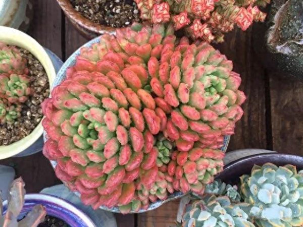 肉质花卉怎么养