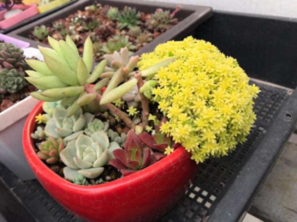 肉质花卉怎么养