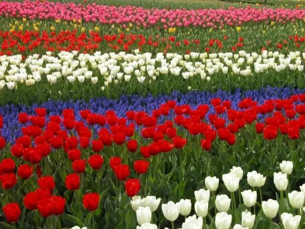 郁金香花的花语是什么