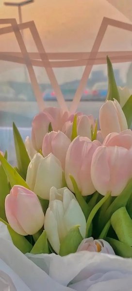 郁金香花的花语是什么
