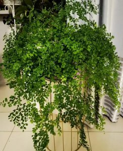 室内盆景有哪些品种好 室内比较好养的盆景推荐