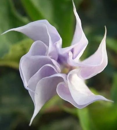 曼陀罗花花语是什么意思