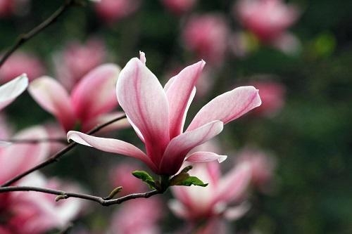 春天常见的花有哪些