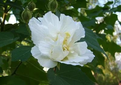 芙蓉花象征着什么