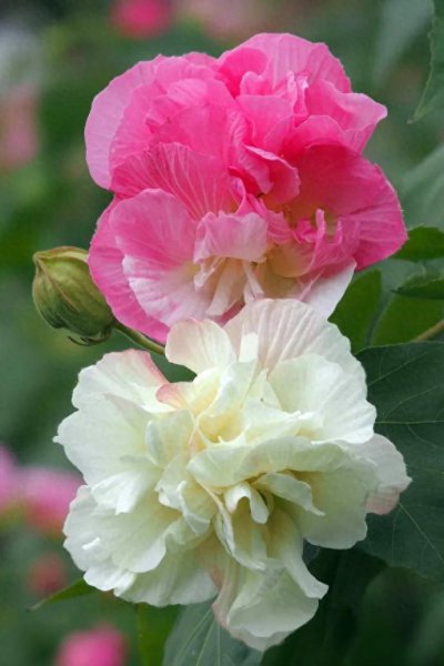 芙蓉花象征着什么