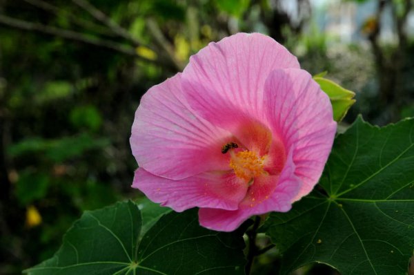 芙蓉花象征着什么