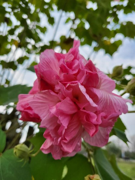 芙蓉花象征着什么