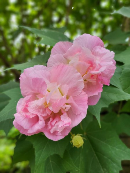 芙蓉花象征着什么