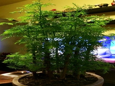 水杉盆景怎么养护