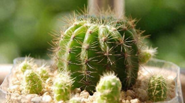 仙人球花的花语是什么