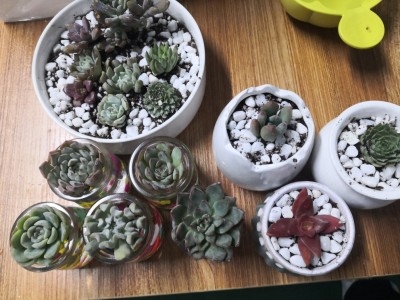大和锦怎么养成老桩
