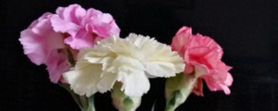 感恩老师应该送什么花好 介绍代表师生情谊的花