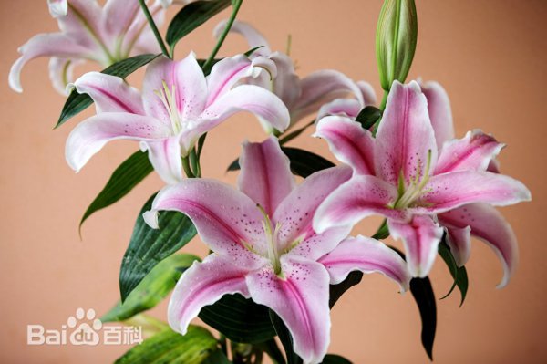 百合花送什么人合适一点