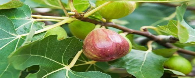 怎样种无花果长得更好看 无花果长成大树技巧