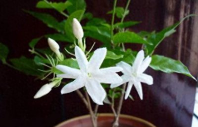 怎么养好茉莉花盆栽 详解茉莉花的种植方法及养护