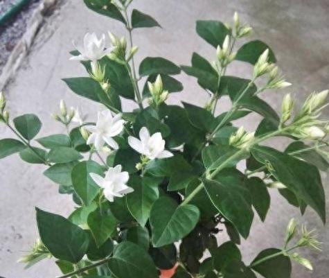 怎么养好茉莉花盆栽