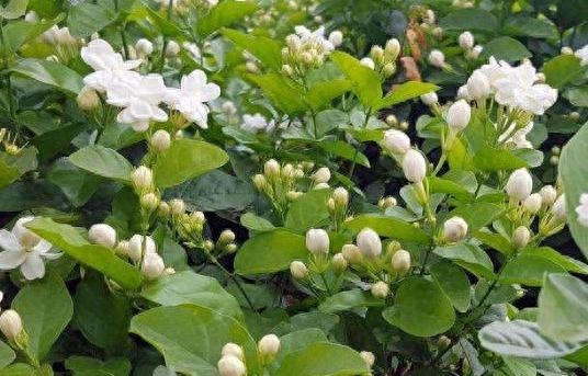 怎么养好茉莉花盆栽