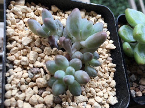 十种不建议养的多肉有哪些