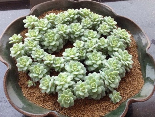 十种不建议养的多肉有哪些