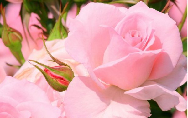 6朵香槟玫瑰花语和寓意是什么