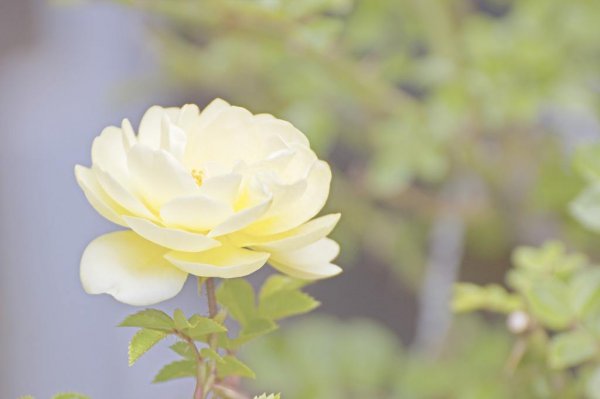 6朵香槟玫瑰花语和寓意是什么