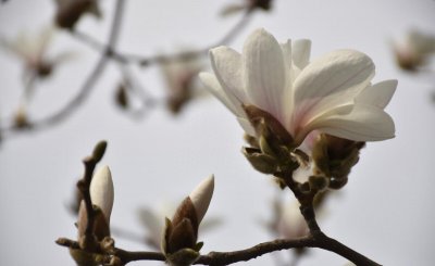 玉兰花的花语鹤象征意义是什么 了解玉兰花语和含义
