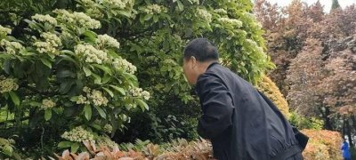 石楠花的好处和坏处 详解石楠花的花语和寓意