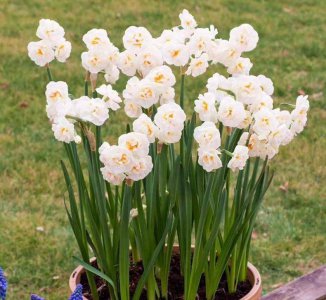 水仙花在几点开放时间 讲解水仙花代表的寓意